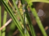 J18_1196 Lestes dryas female